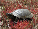 Terrapin