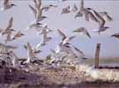 Sandwich Terns 