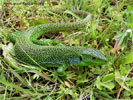 Balkan Green Lizard