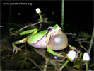 European green toad