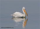 Dalmatian Pelican