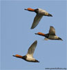 Common Pochard