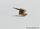 Collared Pratincole