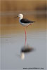 Common Stilt