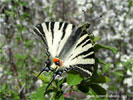 Papilio podalirius