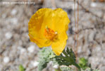 Poppy