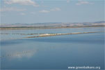 The island of terns