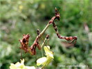 Mantis
