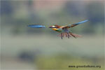European Bee-eater