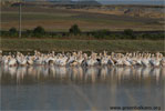 Pelican