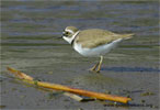 Little Ringed Plover