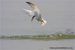 Tern