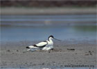 Pied Avocet