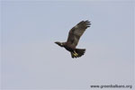Marsh harrier