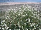 Sea flowers