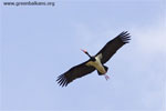 Black Stork