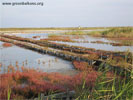 Dykes with reed and salicornia