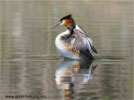 Great Crested Grebe