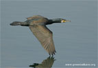 Great Cormorant