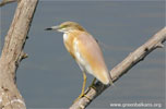 Squacco Heron