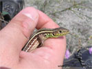 Research and monitoring of the biodiversity
