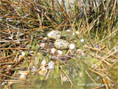 Research and monitoring of the birds