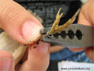 Bird ringing