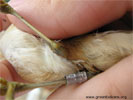 Bird ringing