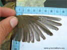 Bird ringing