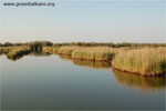 A view towards the wetland