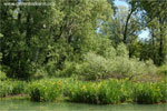 Flood plain forest
